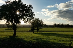 arbre isolé